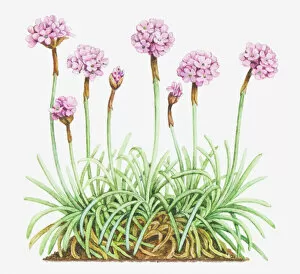Uncultivated Gallery: Illustration of Armeria maritima (Thrift, Sea pink), leaves and clusters of pink flowers