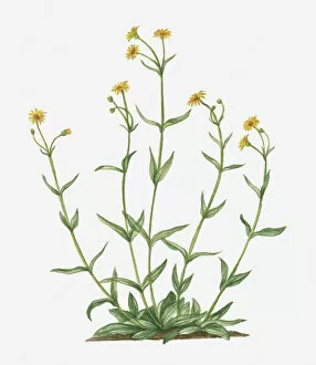 Illustration of Arnica montana (Leopards Bane) bearing yellow flowers on tall stems