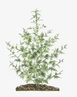 Long Prints: Illustration of Artemisia annua (Sweet Wormwood) bearing fern-like leaves on long stems