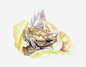 Images Dated 6th May 2011: Illustration of Asian Horned Frog (Megophrys montana) camouflaged against leaves