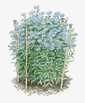 Bamboo Prints: Illustration of Aster amellus (European Michaelmas Daisy)