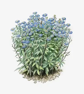 Resourceful Prints: Illustration of Aster amellus (European Michaelmas Daisy) supported by peasticks