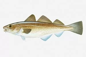 Ink And Brush Collection: Illustration of Atlantic Cod (Gadus morhua) fish