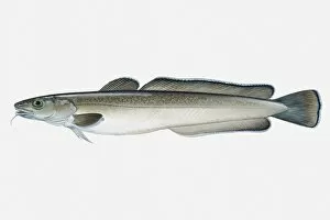 Atlantic Gallery: Illustration of Atlantic Common Ling (Molva molva) fish