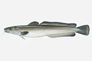 Atlantic Prints: Illustration of Atlantic Common Ling (Molva molva) fish