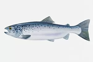 Images Dated 29th April 2008: Illustration of Atlantic Salmon (Salmo salar)