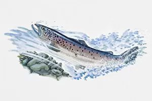Animal Behaviour Gallery: Illustration of Atlantic Salmon (Salmo salar), male fish swimming in ocean