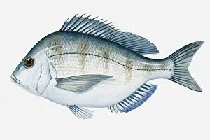 Ink And Brush Collection: Illustration of Atlantic Scup (Stenotomus chrysops) fish