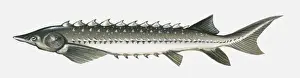 Sturgeon Prints: Illustration of Atlantic sturgeon (Acipenser oxyrinchus oxyrinchus)