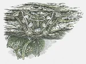 Bark Collection: Illustration of Atlas moth (Attacus atlas) camouflaged against tree bark