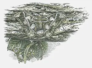 Bark Prints: Illustration of Atlas moth (Attacus atlas) camouflaged against tree bark