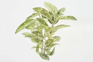 Illustration, Aucuba japonica Variegata, Spotted Laurel or Japanese Laurel, green yellow-spotted leaves