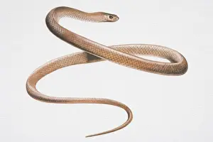 Reptilia Prints: Illustration, Australian Brown Snake (pseudonaja) slithering, side view