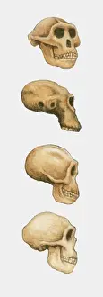 Development Prints: Illustration of Australopithecus, Homo habilis and Homo sapiens skulls