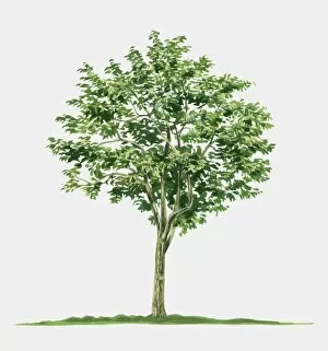 Illustration of Averrhoa carambola (Star Fruit), a small tropical evergreen tree