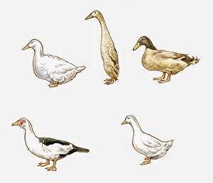Five Animals Gallery: Illustration of Aylesbury, Indian Runner, Khaki Campbell, Pekin, and Muscovy ducks