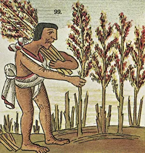 Illustration of an Aztec Man Harvesting Amaranth from the Florentine Codex