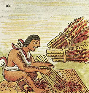 Illustration of an Aztec Man Threshing Amaranth from the Florentine Codex