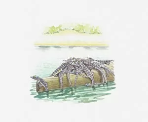 Images Dated 9th May 2011: Illustration of baby crocodiles on log
