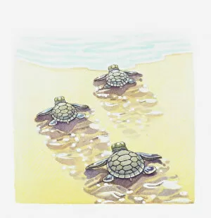 Images Dated 9th May 2011: Illustration of baby sea turtles making their way to the water