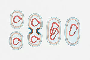 Illustration of bacterium cell reproducing
