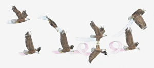 Sequences Collection: Illustration of Bald Eagles mating in flight