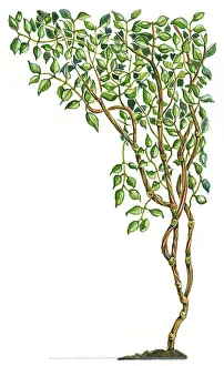 Freshness Collection: Illustration of Banisteriopsis caapi, a South American tropical rainforest vine used for Ayahuasca