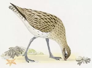 Illustration of Bar-tailed Godwit (Limosa lapponica) foraging for food on beach