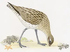 Hungry Prints: Illustration of Bar-tailed Godwit (Limosa lapponica) foraging for food on beach