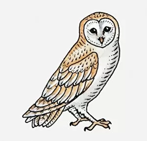 Images Dated 22nd April 2010: Illustration of Barn Owl (Tyto alba)