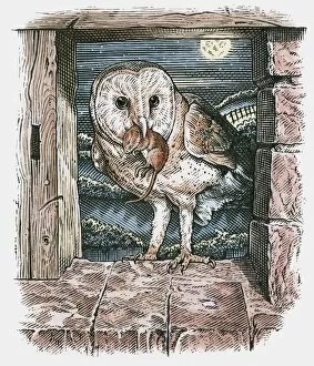 Images Dated 15th October 2009: Illustration of Barn Owl (Tyto alba), standing in open barn window with mouse in beak