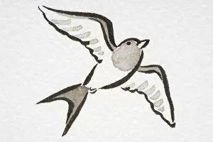 Images Dated 15th August 2006: Illustration, Barn Swallow (Hirundo rustica) soaring, low angle view