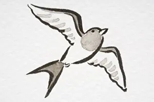 Passeriformes Prints: Illustration, Barn Swallow (Hirundo rustica) soaring, low angle view