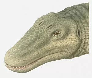 Images Dated 15th April 2010: Illustration of Barosaurus head