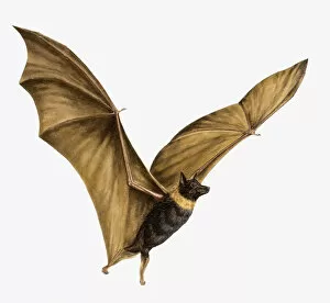 Images Dated 27th January 2009: Illustration of Bat (Chiroptera) flying with large, outstretched wings