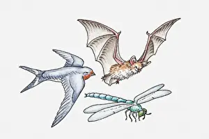 Gliding Prints: Illustration of Bat flapping wings, Swallow gliding, and Dragonfly hovering