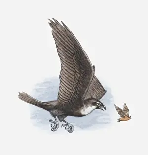 Aggression Prints: Illustration of a Bat hawk (Macheiramphus alcinus) chasing a bat, side view