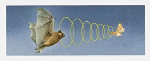 Moth Prints: Illustration of bat using acute sense of hearing to locate moth