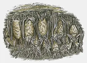Bat Animal Prints: Illustration of Bats (Chiroptera) hanging upside down in cave