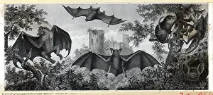 Lemur Prints: Illustration of Bats and Lemurs