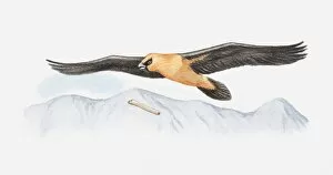 Illustration of Bearded vulture (Gypaetus barbatus) in mid-air, dropping bone to smash it open and feed on bone marrow