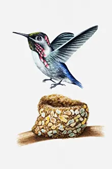 Tropical Bird Prints: Illustration of Bee hummingbird (Mellisuga helenae) above nest