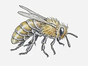 Illustration of a bee, side view
