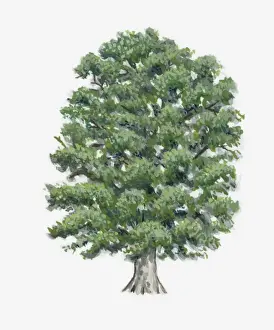Fagus Prints: Illustration of a beech tree