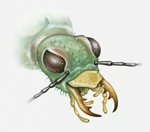 Images Dated 30th March 2010: Illustration of a beetles head