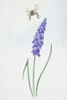 Plant Stem Gallery: Illustration, bell-shaped purple flowers of Muscari sp. Grape Hyacinth, on single stem