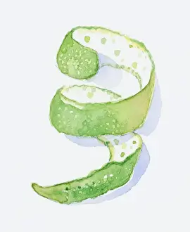 Citrus Fruit Prints: Illustration of Bergamot Orange (Citrus aurantium ssp. bergamia), spiral of green peel