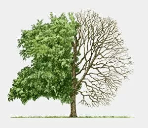 Illustration of Betula nigra (River birch), a deciduous tree showing summer leaves and bare winter b