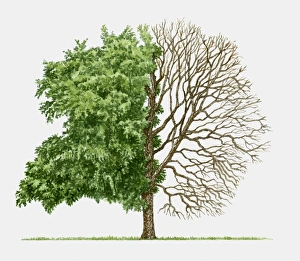 Illustration of Betula nigra (River birch), a deciduous tree showing summer leaves and bare winter b Images Dated 28th August 2009: Illustration of Betula nigra (River birch), a deciduous tree showing summer leaves and bare winter b