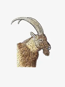 Wild Goat Prints: Illustration of Bezoar Ibex (Capra aegagrus aegagrus) head of wild goat in profile showing curved hors